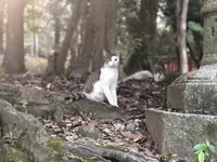 伏見稲荷大社の写真・動画_image_309245