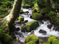 木谷沢渓流の写真・動画_image_309982