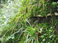 大山の写真・動画_image_310021