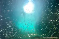 城原海岸の写真・動画_image_310057