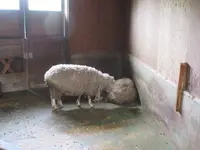 兵庫県立但馬牧場公園の写真・動画_image_310706