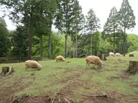兵庫県立但馬牧場公園の写真・動画_image_310707