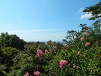 神戸市立須磨離宮公園の写真・動画_image_310768