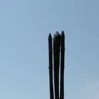 高千穂峡の写真・動画_image_310910