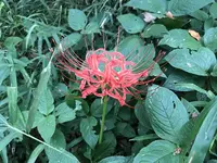陣ケ下渓谷公園の写真・動画_image_310991