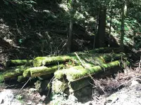 旧天城トンネルの写真・動画_image_311082