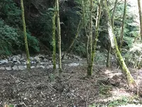 旧天城トンネルの写真・動画_image_311088