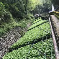 浄蓮の滝の写真・動画_image_311106