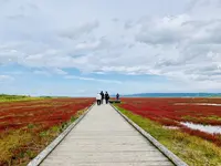 能取湖のサンゴ草群落の写真・動画_image_311174