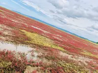能取湖のサンゴ草群落の写真・動画_image_311175