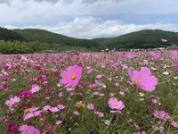 大曲湖畔園地の写真・動画_image_311176
