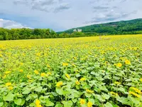 大曲湖畔園地の写真・動画_image_311177