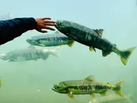 標津サーモン科学館の写真・動画_image_311443
