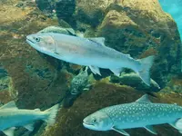 標津サーモン科学館の写真・動画_image_311445
