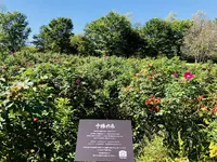 六花の森の写真・動画_image_312005