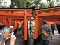 千本鳥居の写真・動画_image_312084