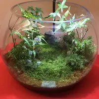 建仁寺の写真・動画_image_312245
