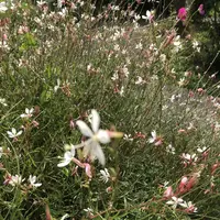 西湖いやしの里の写真・動画_image_312433