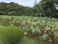 本牧市民公園の写真・動画_image_313157
