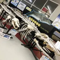 桂浜水族館の写真・動画_image_313731