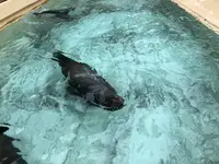 桂浜水族館の写真・動画_image_313739