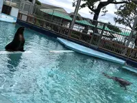 桂浜水族館の写真・動画_image_313742