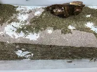 桂浜水族館の写真・動画_image_313744