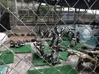 桂浜水族館の写真・動画_image_313746