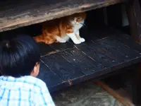 中山道木曽路馬籠宿の写真・動画_image_314287