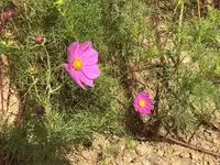 鷲ヶ峰コスモスパークの写真・動画_image_314973