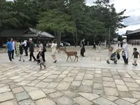 奈良駅の写真・動画_image_315837