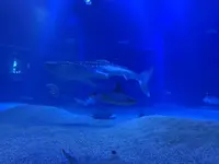 海遊館の写真・動画_image_315841