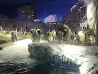 海遊館の写真・動画_image_315842