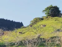 千葉県酪農のさとの写真・動画_image_317472