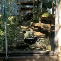 上野動物園の写真・動画_image_319735
