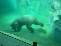 上野動物園の写真・動画_image_319736