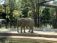 上野動物園の写真・動画_image_319743
