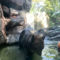 上野動物園の写真・動画_image_319745