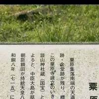 粟原寺跡の写真・動画_image_319747