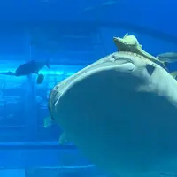 沖縄美ら海水族館の写真・動画_image_321045