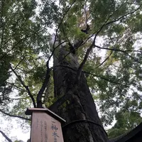 川越氷川神社の写真・動画_image_321341