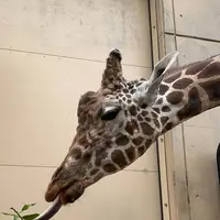 旭川市 旭山動物園の写真・動画_image_321373