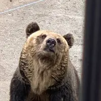 旭川市 旭山動物園の写真・動画_image_321395