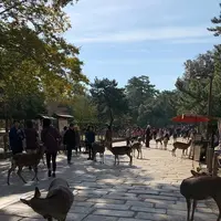 奈良公園の写真・動画_image_321807