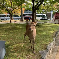 奈良公園の写真・動画_image_321808