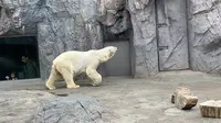 旭川市 旭山動物園の写真・動画_image_322091