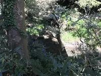 横浜自然観察の森の写真・動画_image_323300