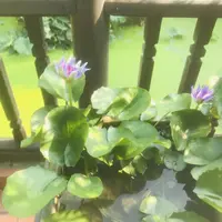 ククリット・ハウスの写真・動画_image_323409