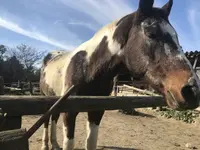 世羅高原ファームランド ジェラート工房 Donnaの写真・動画_image_323838