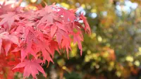 毘沙門堂の写真・動画_image_324300